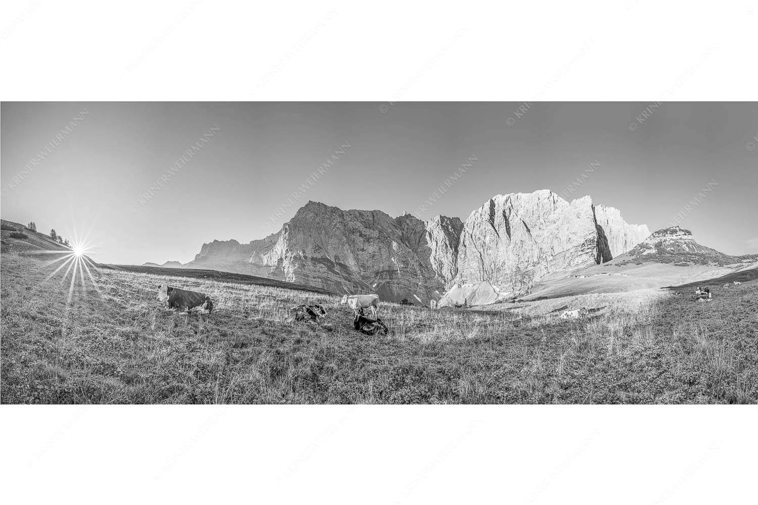 Entspannter Morgen – Seitenverhältnis 2,5:1 — Laliderer Hochlegeralm Jungvieh auf der Laliderer Hochlegeralm mit Spritzkar- und Dreizinkenspitze