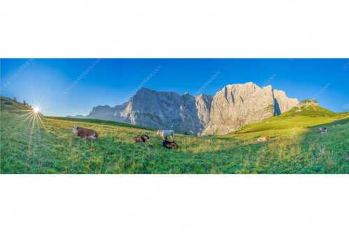 Jungvieh auf der Laliderer Hochlegeralm mit Spritzkar- und Dreizinkenspitze - Entspannter Morgen - Seitenverhältnis 3:1 - Laliderer Hochlegeralm - weitere Infos unter https://www.kriner-weiermann.de