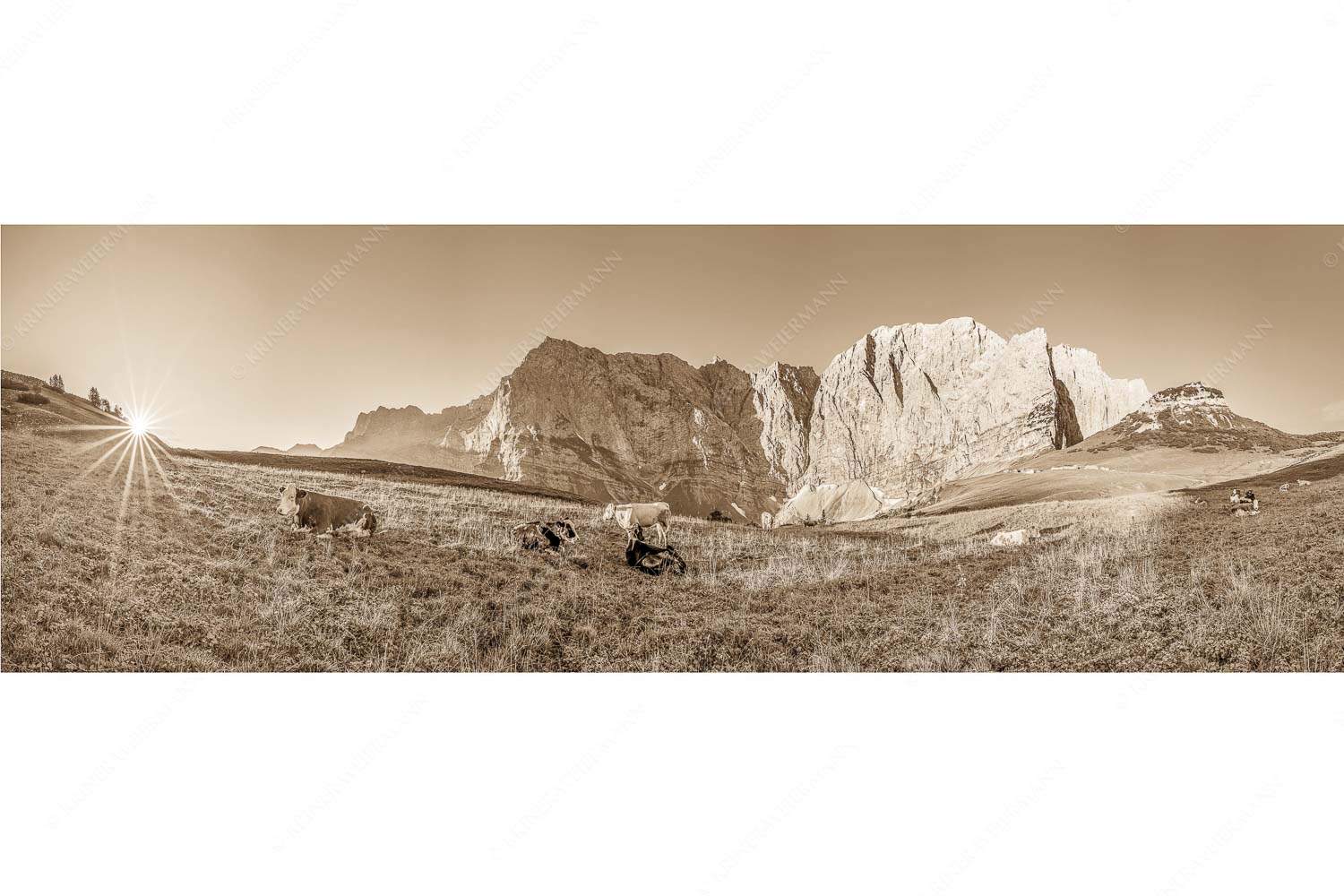 Entspannter Morgen – Seitenverhältnis 3:1 — Laliderer Hochlegeralm Jungvieh auf der Laliderer Hochlegeralm mit Spritzkar- und Dreizinkenspitze