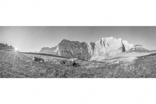 Jungvieh auf der Laliderer Hochlegeralm mit Spritzkar- und Dreizinkenspitze - Entspannter Morgen - Seitenverhältnis 3:1 - Laliderer Hochlegeralm - weitere Infos unter https://www.kriner-weiermann.de