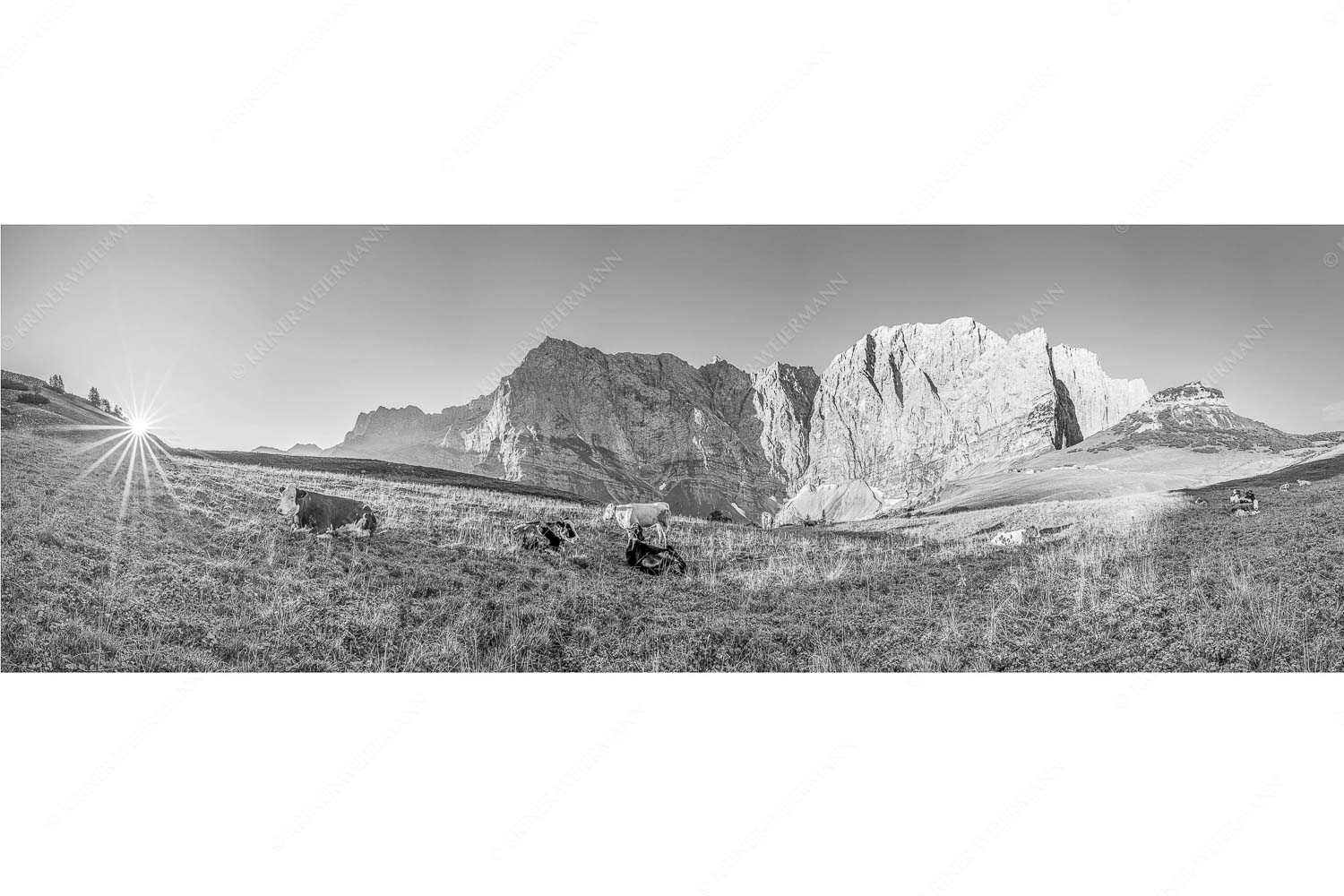 Jungvieh auf der Laliderer Hochlegeralm mit Spritzkar- und Dreizinkenspitze