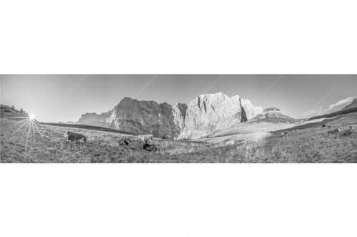 Jungvieh auf der Laliderer Hochlegeralm mit Spritzkar- und Dreizinkenspitze - Entspannter Morgen - Seitenverhältnis 4:1 - Laliderer Hochlegeralm - weitere Infos unter https://www.kriner-weiermann.de