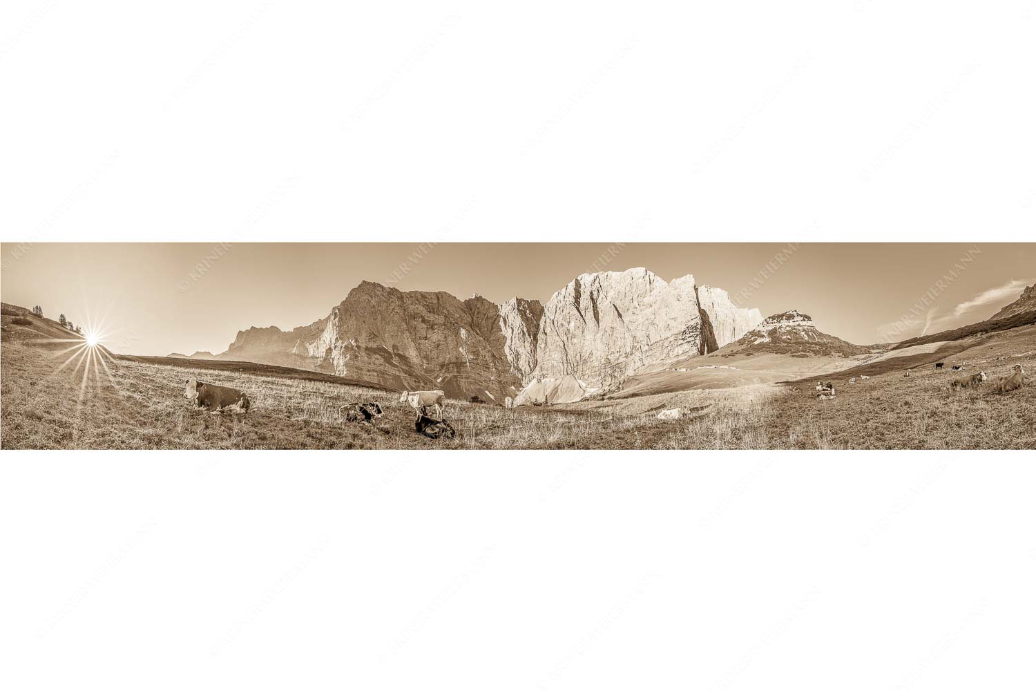 Jungvieh auf der Laliderer Hochlegeralm mit Spritzkar- und Dreizinkenspitze