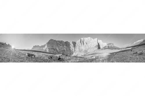 Jungvieh auf der Laliderer Hochlegeralm mit Spritzkar- und Dreizinkenspitze - Entspannter Morgen - Seitenverhältnis 5:1 - Laliderer Hochlegeralm - weitere Infos unter https://www.kriner-weiermann.de