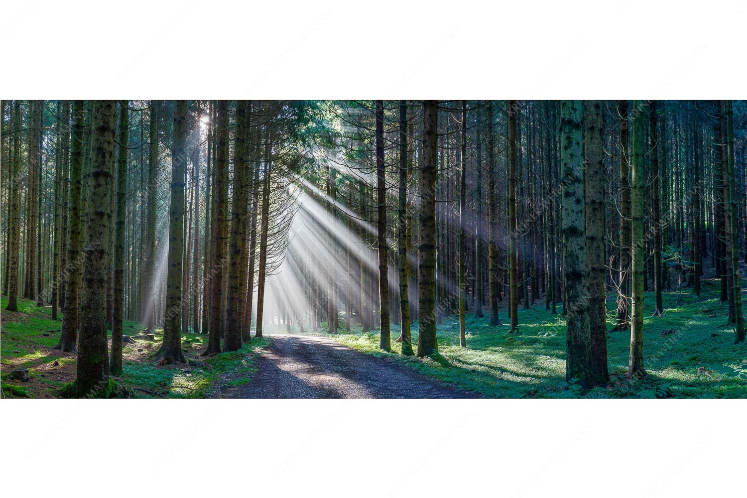 Erleuchtung – Seitenverhältnis 2,5:1 — Sonnenstrahlen im Wald Sonnen-Streiflicher im Wald bei Aidling