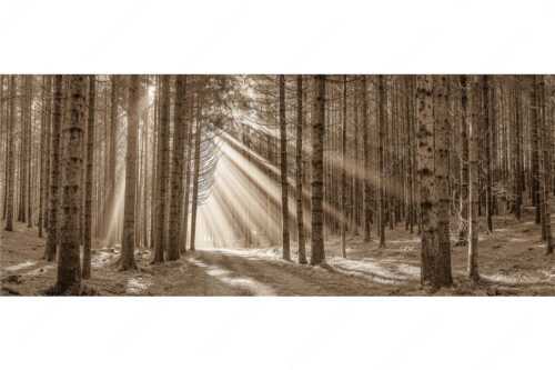 Sonnen-Streiflicher im Wald bei Aidling - Erleuchtung - Seitenverhältnis 2,5:1 - Sonnenstrahlen im Wald - weitere Infos unter https://www.kriner-weiermann.de