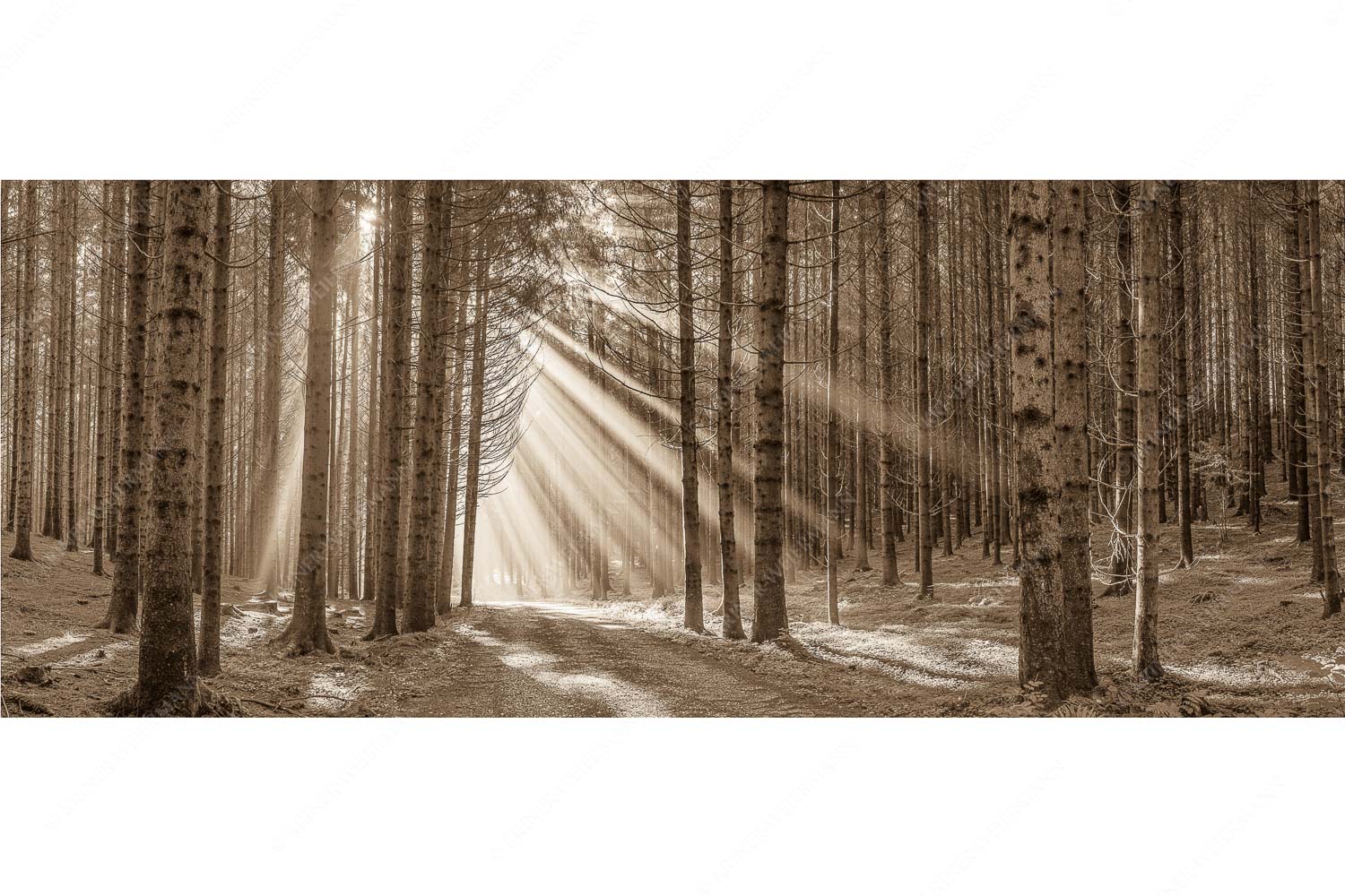Erleuchtung – Seitenverhältnis 2,5:1 — Sonnenstrahlen im Wald Sonnen-Streiflicher im Wald bei Aidling