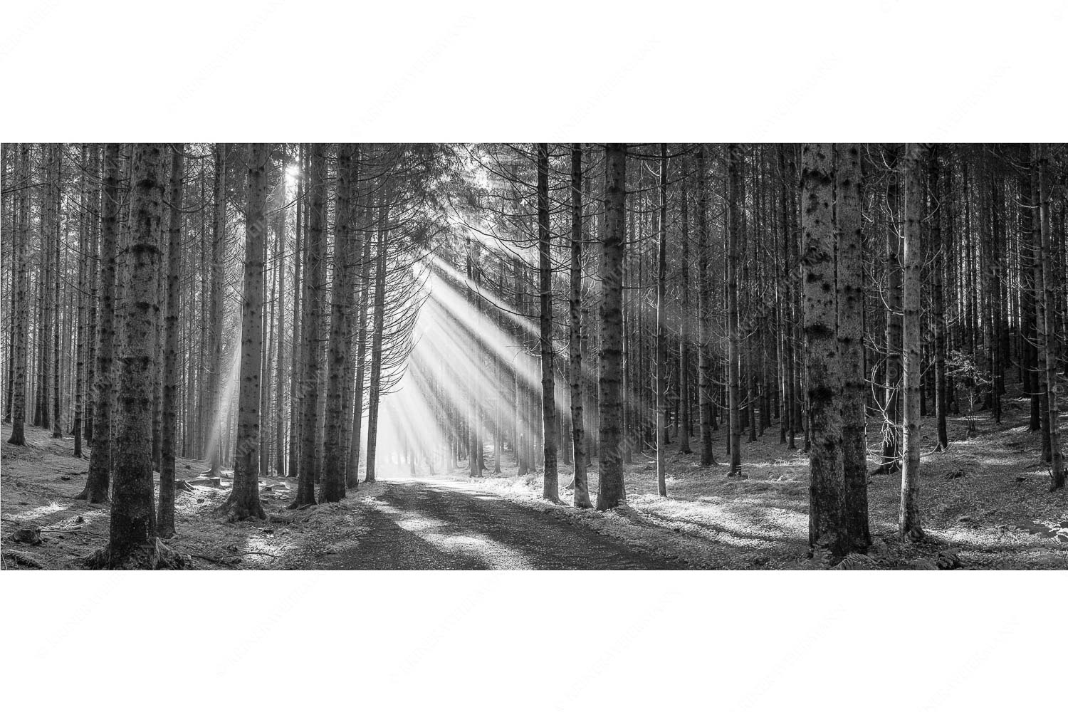 Erleuchtung – Seitenverhältnis 2,5:1 — Sonnenstrahlen im Wald Sonnen-Streiflicher im Wald bei Aidling