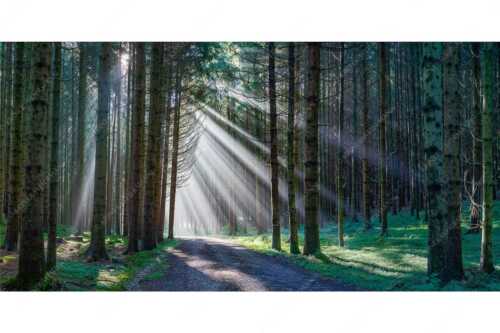 Sonnen-Streiflicher im Wald bei Aidling - Erleuchtung - Seitenverhältnis 2:1 - Sonnenstrahlen im Wald - weitere Infos unter https://www.kriner-weiermann.de