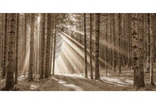 Sonnen-Streiflicher im Wald bei Aidling - Erleuchtung - Seitenverhältnis 2:1 - Sonnenstrahlen im Wald - weitere Infos unter https://www.kriner-weiermann.de