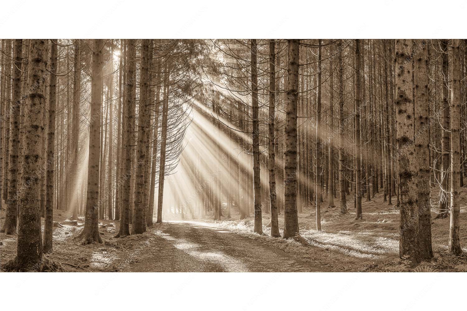 Erleuchtung – Seitenverhältnis 2:1 — Sonnenstrahlen im Wald Sonnen-Streiflicher im Wald bei Aidling