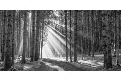 Sonnen-Streiflicher im Wald bei Aidling - Erleuchtung - Seitenverhältnis 2:1 - Sonnenstrahlen im Wald - weitere Infos unter https://www.kriner-weiermann.de