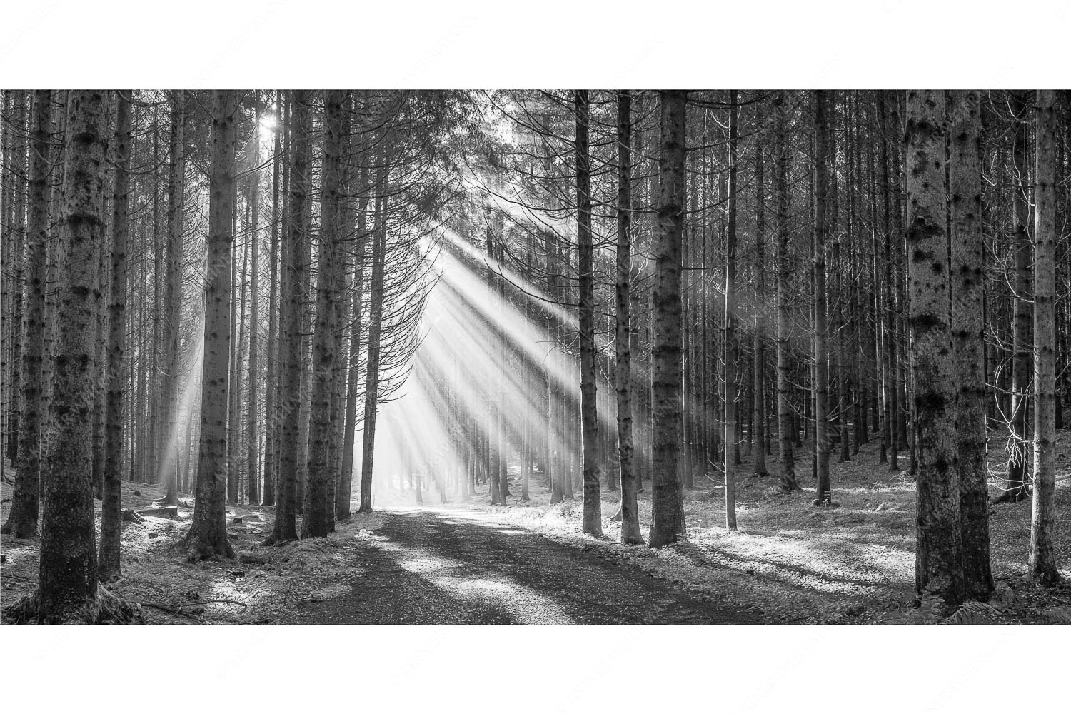 Erleuchtung – Seitenverhältnis 2:1 — Sonnenstrahlen im Wald Sonnen-Streiflicher im Wald bei Aidling