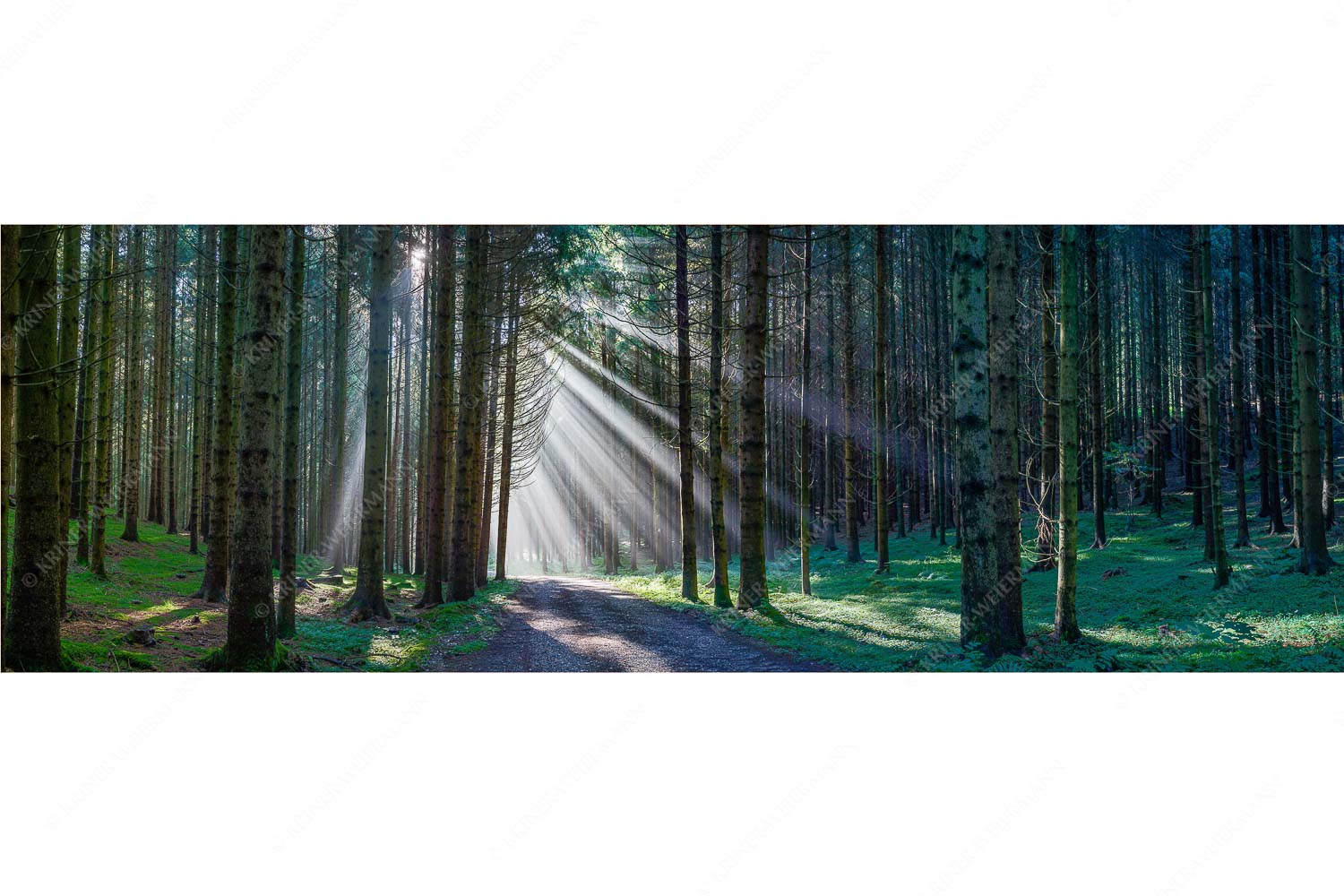 Erleuchtung – Seitenverhältnis 3:1 — Sonnenstrahlen im Wald Sonnen-Streiflicher im Wald bei Aidling