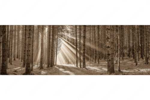 Sonnen-Streiflicher im Wald bei Aidling - Erleuchtung - Seitenverhältnis 3:1 - Sonnenstrahlen im Wald - weitere Infos unter https://www.kriner-weiermann.de