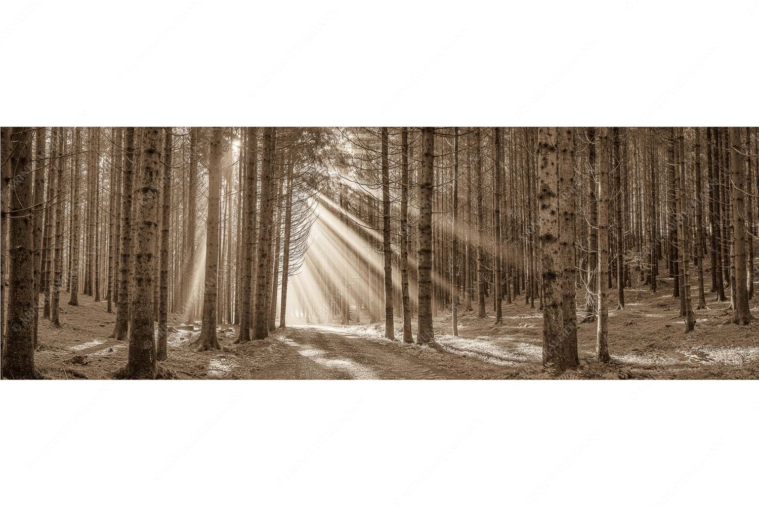 Erleuchtung – Seitenverhältnis 3:1 — Sonnenstrahlen im Wald Sonnen-Streiflicher im Wald bei Aidling