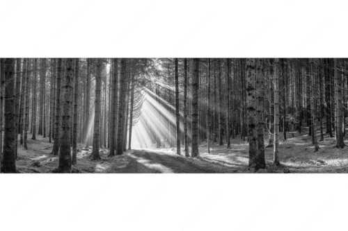 Sonnen-Streiflicher im Wald bei Aidling - Erleuchtung - Seitenverhältnis 3:1 - Sonnenstrahlen im Wald - weitere Infos unter https://www.kriner-weiermann.de