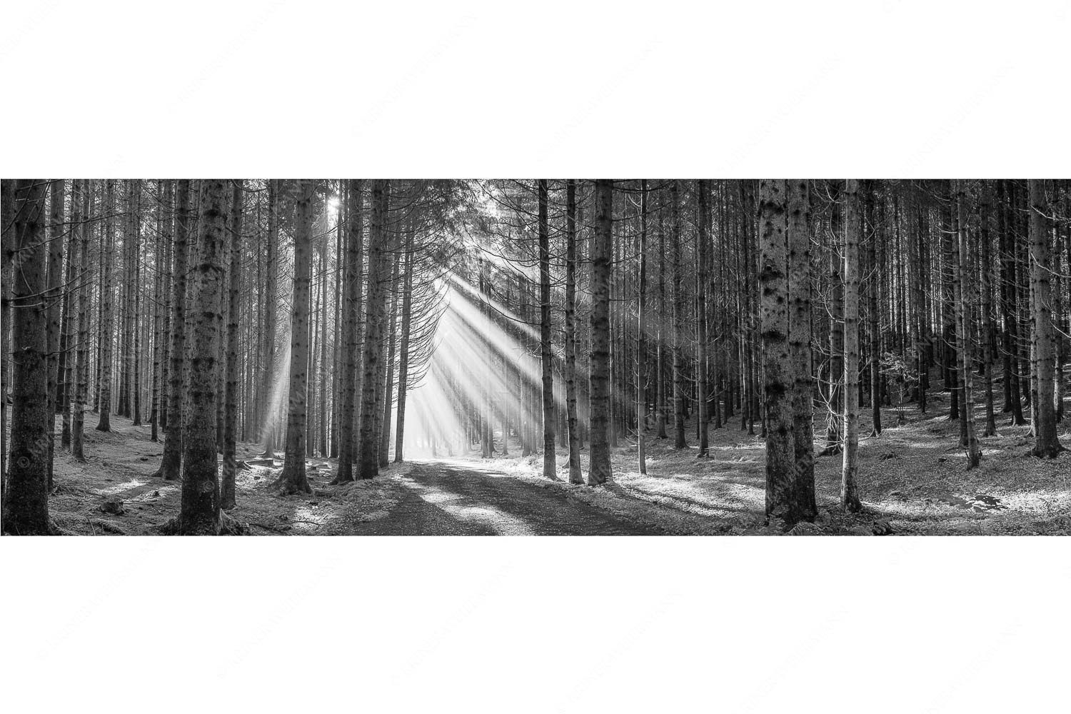 Erleuchtung – Seitenverhältnis 3:1 — Sonnenstrahlen im Wald Sonnen-Streiflicher im Wald bei Aidling