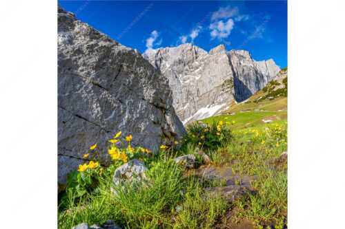 Sumpfdotterblumen mit Lalidereralm Hochleger und Grubenkarspitze im Karwendel - Erste Blumen am Hochleger - Seitenverhältnis 1:1 - Lalidereralm Hochleger - weitere Infos unter https://www.kriner-weiermann.de