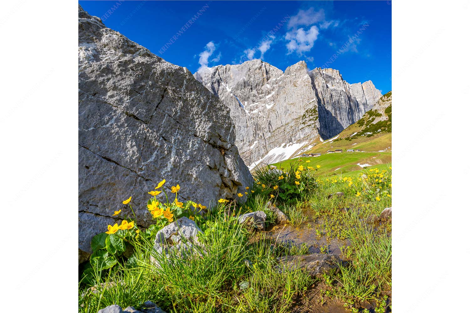Erste Blumen am Hochleger – Seitenverhältnis 1:1 — Lalidereralm Hochleger Sumpfdotterblumen mit Lalidereralm Hochleger und Grubenkarspitze im Karwendel