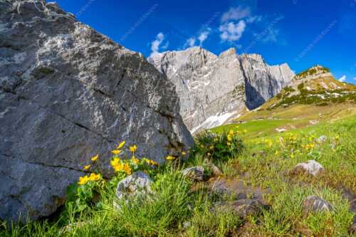 Sumpfdotterblumen mit Lalidereralm Hochleger und Grubenkarspitze im Karwendel - Erste Blumen am Hochleger - Seitenverhältnis 3:2 - Lalidereralm Hochleger - weitere Infos unter https://www.kriner-weiermann.de