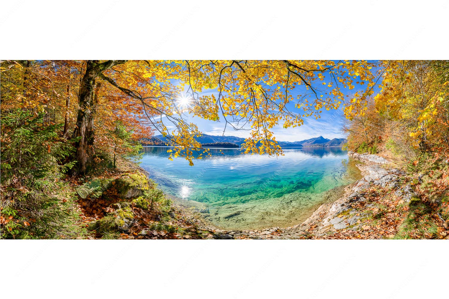 Goldregen – Seitenverhältnis 2,5:1 — Herbststimmung am Walchensee Mit buntem Buchenlaub und dem türkisblauem Walchensee entsteht ein einzigartiges Farbenspiel