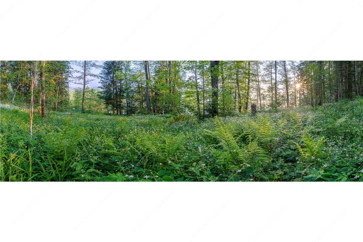 Grüner Teppich – Seitenverhältnis 3:1 — Morgenstimmung am Barmsee Dichtes Grün im Frühlinng an den Uferregionen von Barmsee und Grubsee