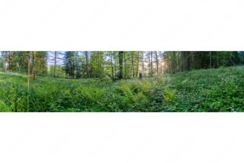 Dichtes Grün im Frühlinng an den Uferregionen von Barmsee und Grubsee - Grüner Teppich - Seitenverhältnis 4:1 - Morgenstimmung am Barmsee - weitere Infos unter https://www.kriner-weiermann.de