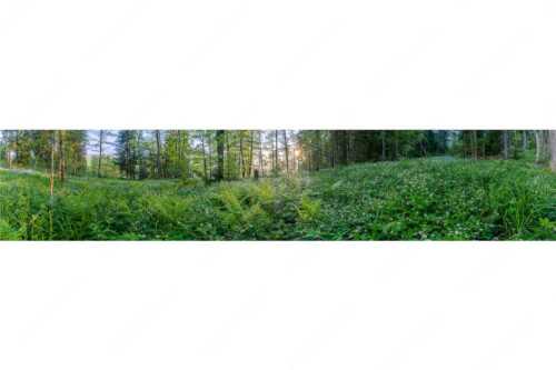 Dichtes Grün im Frühlinng an den Uferregionen von Barmsee und Grubsee - Grüner Teppich - Seitenverhältnis 5:1 - Morgenstimmung am Barmsee - weitere Infos unter https://www.kriner-weiermann.de