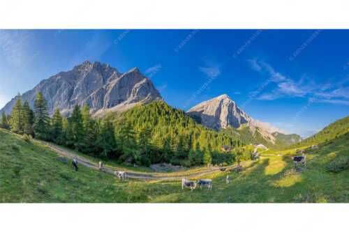 Jungvieh auf der Hallerangeralm mit Speckkar- und Lafatscherspitze im Karwendelgebirge - Halleranger Almweide - Seitenverhältnis 2:1 - Speckkar und Lafatscher im Karwendel - weitere Infos unter https://www.kriner-weiermann.de