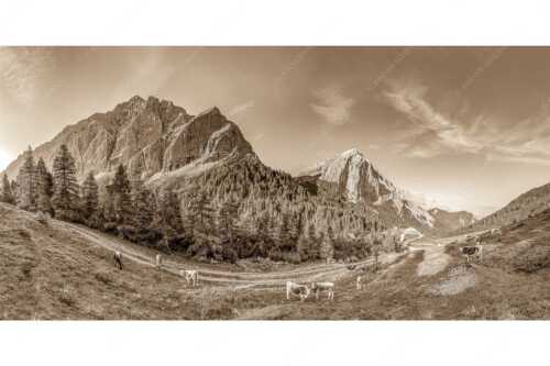 Jungvieh auf der Hallerangeralm mit Speckkar- und Lafatscherspitze im Karwendelgebirge - Halleranger Almweide - Seitenverhältnis 2:1 - Speckkar und Lafatscher im Karwendel - weitere Infos unter https://www.kriner-weiermann.de