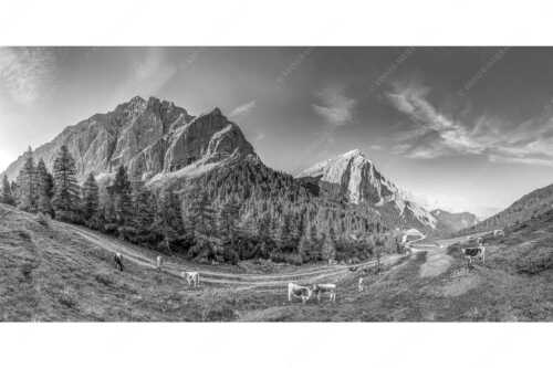 Jungvieh auf der Hallerangeralm mit Speckkar- und Lafatscherspitze im Karwendelgebirge - Halleranger Almweide - Seitenverhältnis 2:1 - Speckkar und Lafatscher im Karwendel - weitere Infos unter https://www.kriner-weiermann.de