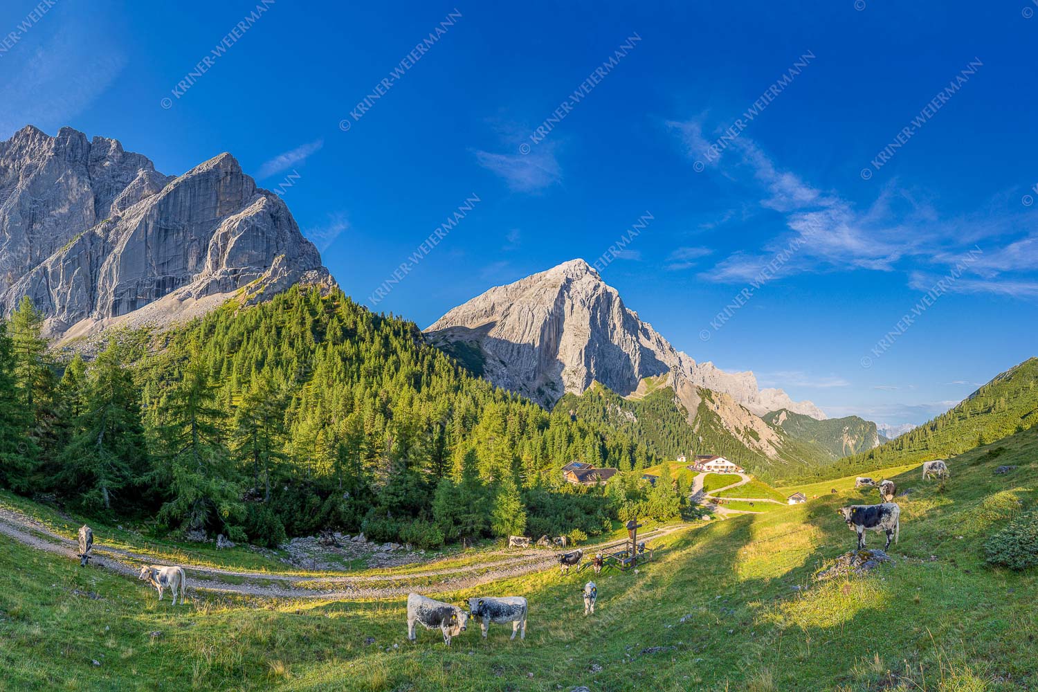 Halleranger Almweide – Seitenverhältnis 3:2 — Speckkar und Lafatscher im Karwendel Jungvieh auf der Hallerangeralm mit Speckkar- und Lafatscherspitze im Karwendelgebirge