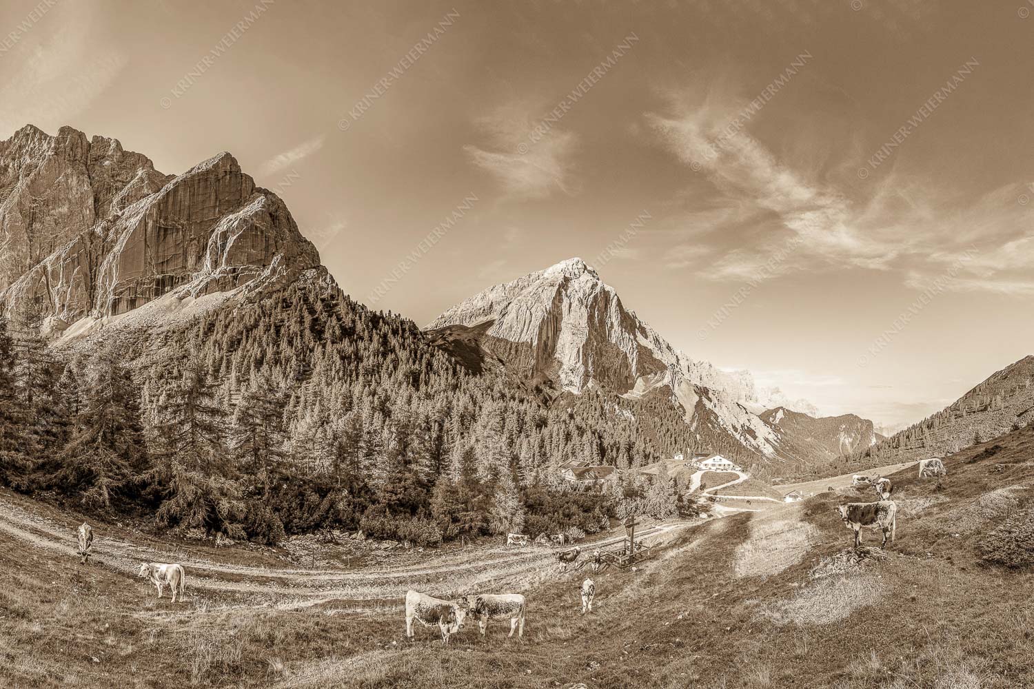 Jungvieh auf der Hallerangeralm mit Speckkar- und Lafatscherspitze im Karwendelgebirge