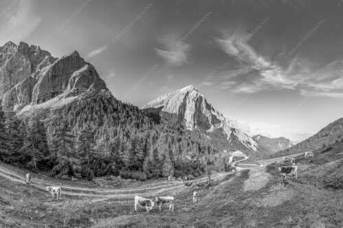 Jungvieh auf der Hallerangeralm mit Speckkar- und Lafatscherspitze im Karwendelgebirge - Halleranger Almweide - Seitenverhältnis 3:2 - Speckkar und Lafatscher im Karwendel - weitere Infos unter https://www.kriner-weiermann.de