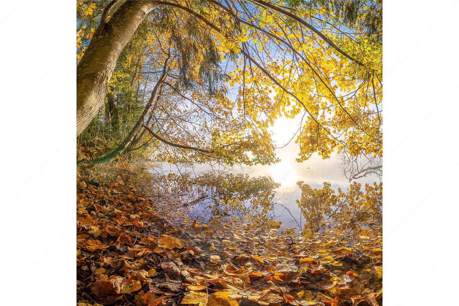 Herbst im Dschungel – Seitenverhältnis 1:1 — Herbststimmung am Barmsee Buntes Laub verzaubert den Morgen am Barmsee wärend sich das Karwendel noch in Nebel hüllt