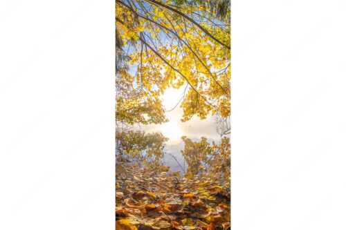 Buntes Laub verzaubert den Morgen am Barmsee wärend sich das Karwendel noch in Nebel hüllt - Herbst im Dschungel - Seitenverhältnis 1:2 - Herbststimmung am Barmsee - weitere Infos unter https://www.kriner-weiermann.de