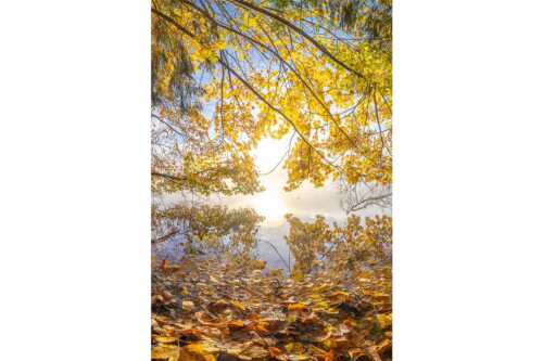 Buntes Laub verzaubert den Morgen am Barmsee wärend sich das Karwendel noch in Nebel hüllt - Herbst im Dschungel - Seitenverhältnis 2:3 - Herbststimmung am Barmsee - weitere Infos unter https://www.kriner-weiermann.de