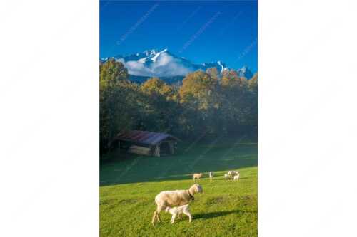 Bergschafe an der Pfeifferalm mit Zugspitzmassiv im Hintergrund - Herbstliche Schafweiden - Seitenverhältnis 2:3 - Schafe mit Alpspitze - weitere Infos unter https://www.kriner-weiermann.de