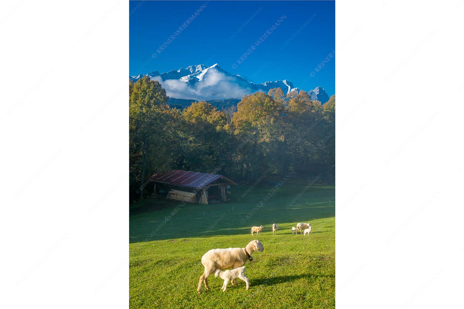 Bergschafe an der Pfeifferalm mit Zugspitzmassiv im Hintergrund
