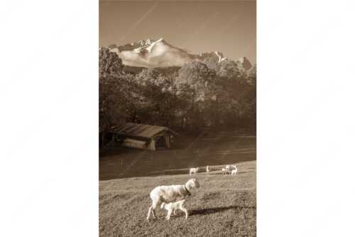 Bergschafe an der Pfeifferalm mit Zugspitzmassiv im Hintergrund - Herbstliche Schafweiden - Seitenverhältnis 2:3 - Schafe mit Alpspitze - weitere Infos unter https://www.kriner-weiermann.de