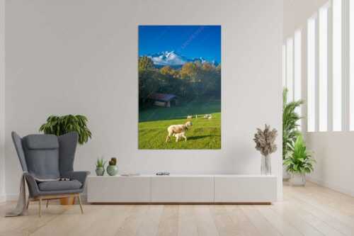 Bergschafe an der Pfeifferalm mit Zugspitzmassiv im Hintergrund - Herbstliche Schafweiden - Größe ca. 120x180cm, Seitenverhältnis 2:3 - Schafe mit Alpspitze - weitere Infos unter https://www.kriner-weiermann.de