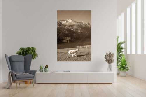 Bergschafe an der Pfeifferalm mit Zugspitzmassiv im Hintergrund - Herbstliche Schafweiden - Größe ca. 120x180cm, Seitenverhältnis 2:3 - Schafe mit Alpspitze - weitere Infos unter https://www.kriner-weiermann.de