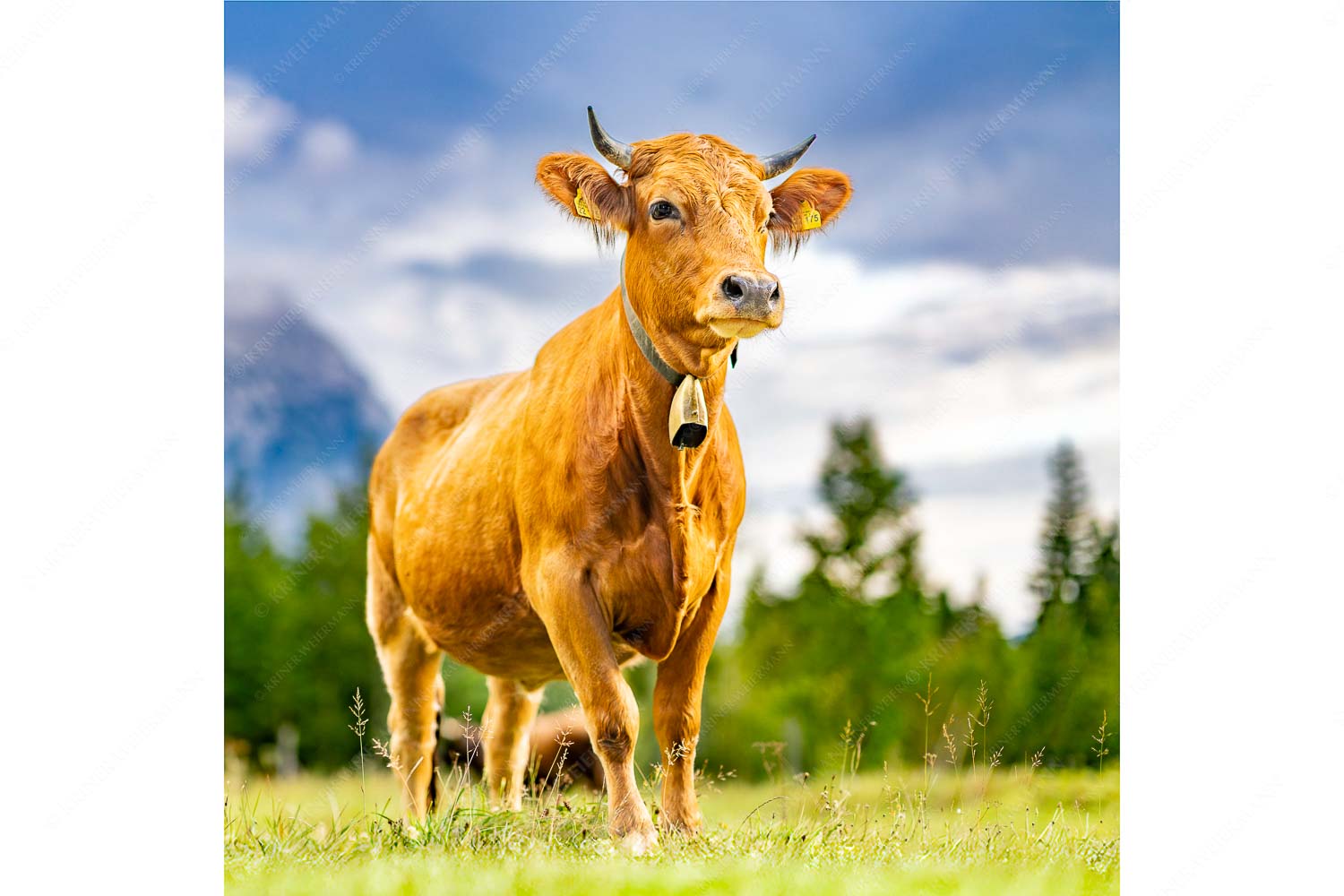 Stolzes Murnau Werdenfelser Rind auf der Sommerweide bei Krün