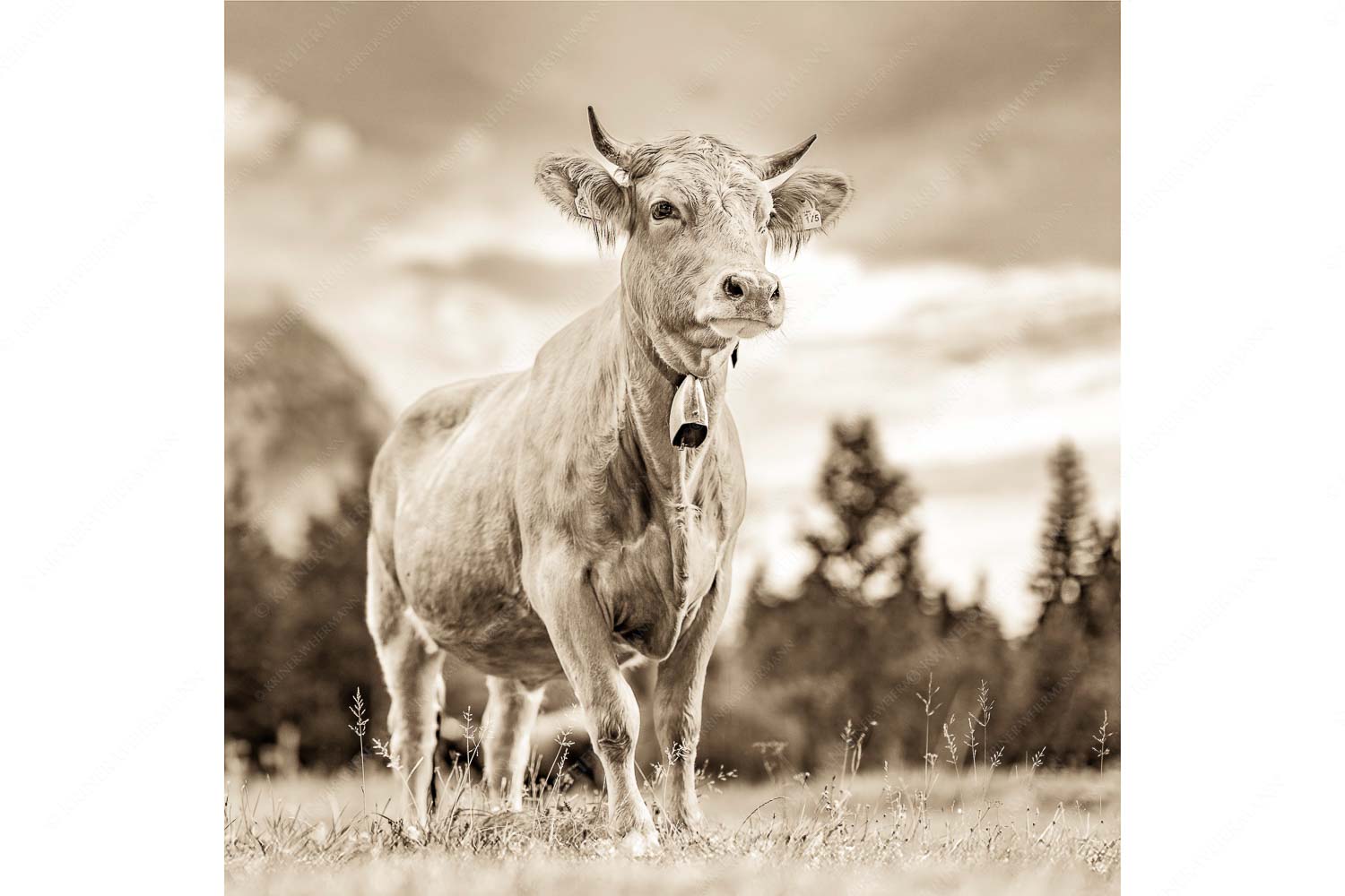 Junger Werdenfelser III – Seitenverhältnis 1:1 — Murnau Werdenfelser Rind Stolzes Murnau Werdenfelser Rind auf der Sommerweide bei Krün