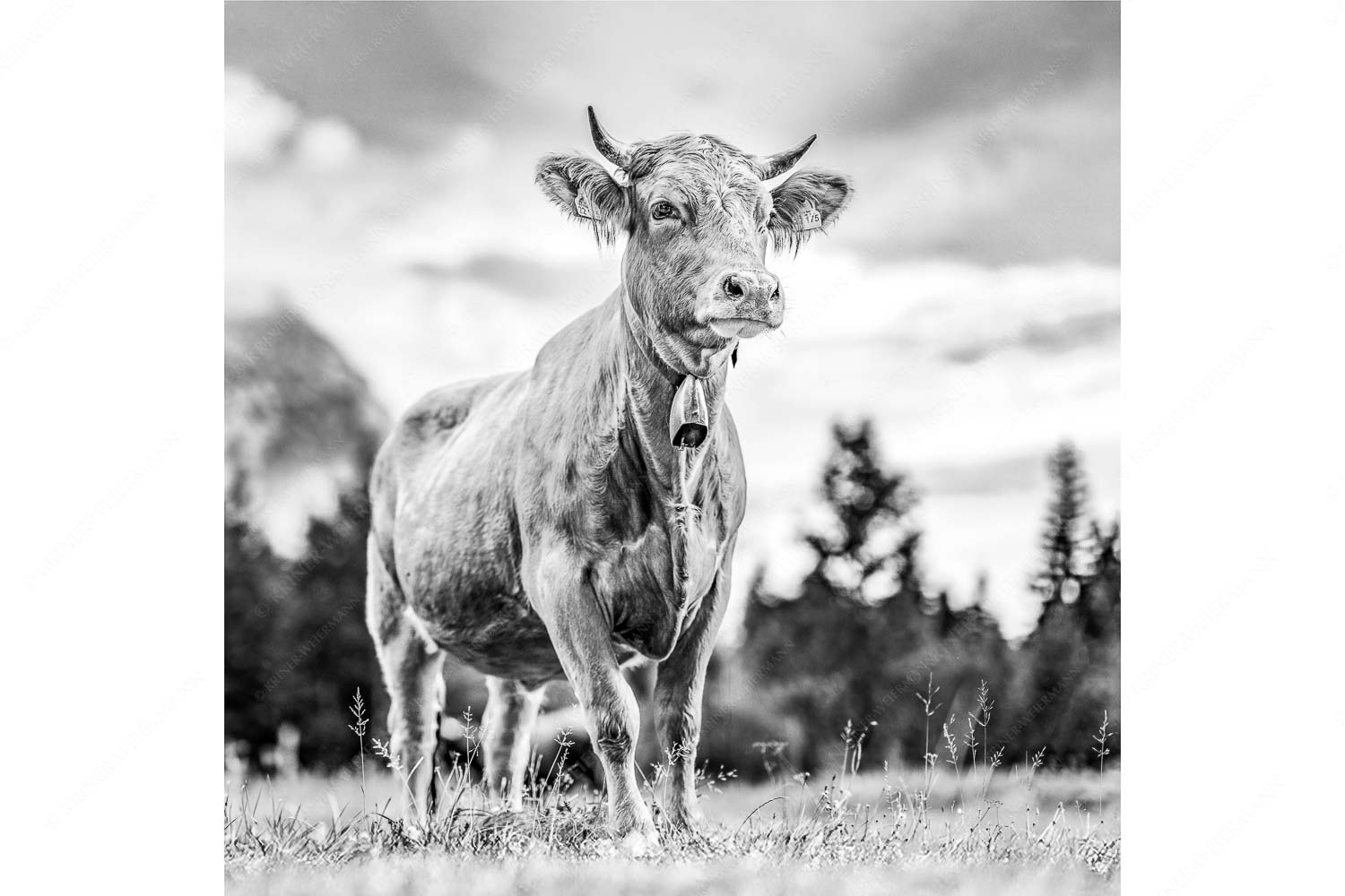 Stolzes Murnau Werdenfelser Rind auf der Sommerweide bei Krün