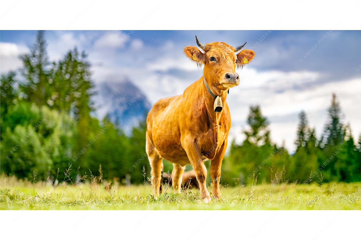 Stolzes Murnau Werdenfelser Rind auf der Sommerweide bei Krün