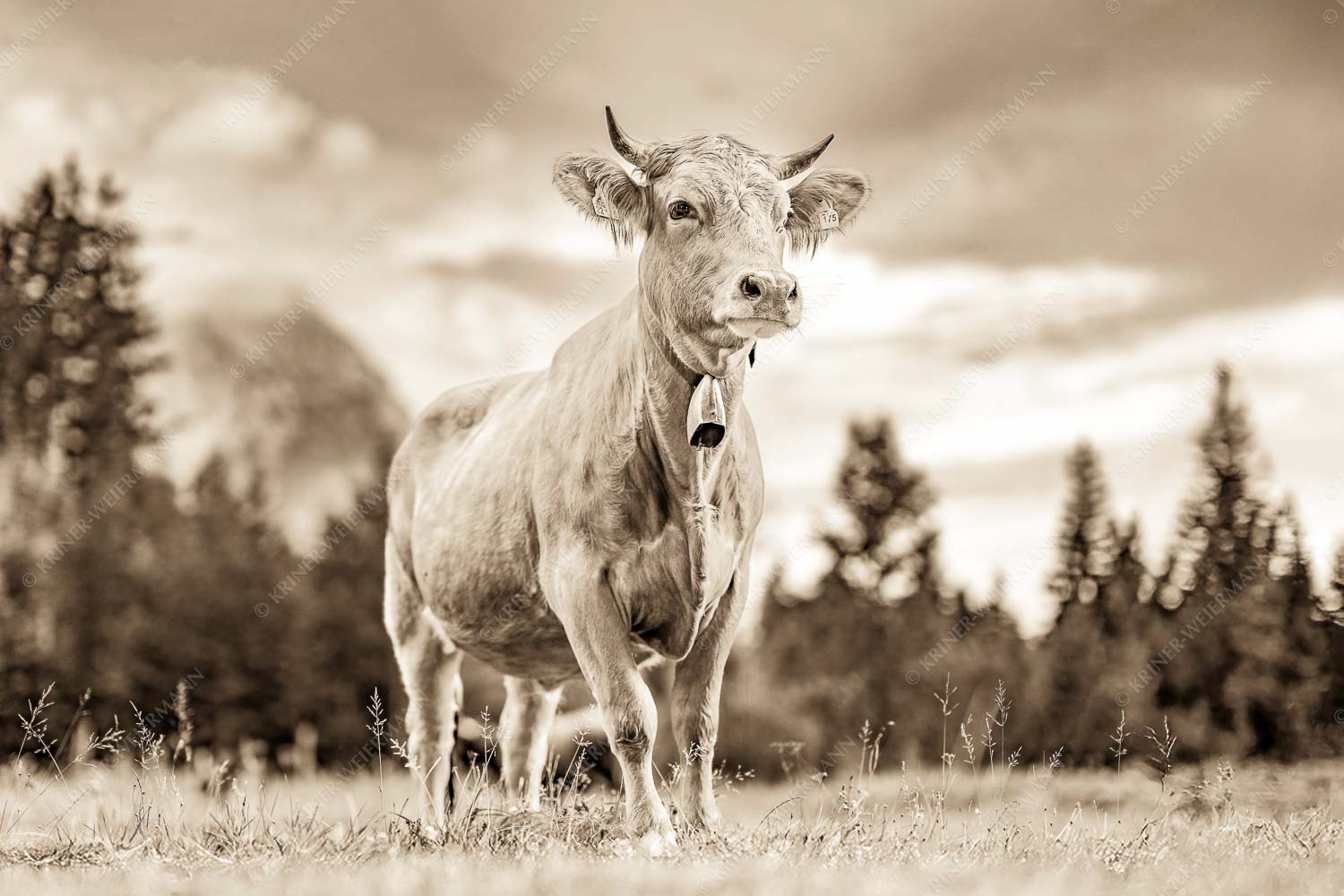 Junger Werdenfelser III – Seitenverhältnis 3:2 — Murnau Werdenfelser Rind Stolzes Murnau Werdenfelser Rind auf der Sommerweide bei Krün