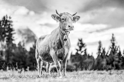 Stolzes Murnau Werdenfelser Rind auf der Sommerweide bei Krün - Junger Werdenfelser III - Seitenverhältnis 3:2 - Murnau Werdenfelser Rind - weitere Infos unter https://www.kriner-weiermann.de