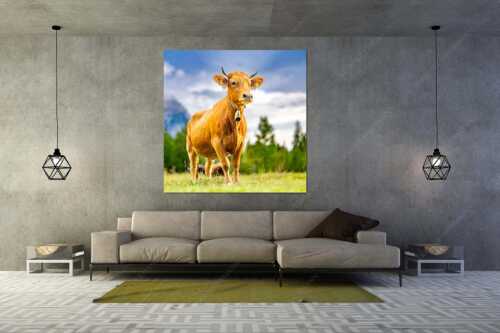 Stolzes Murnau Werdenfelser Rind auf der Sommerweide bei Krün - Junger Werdenfelser III - Größe ca. 160x160cm, Seitenverhältnis 1:1 - Murnau Werdenfelser Rind - weitere Infos unter https://www.kriner-weiermann.de